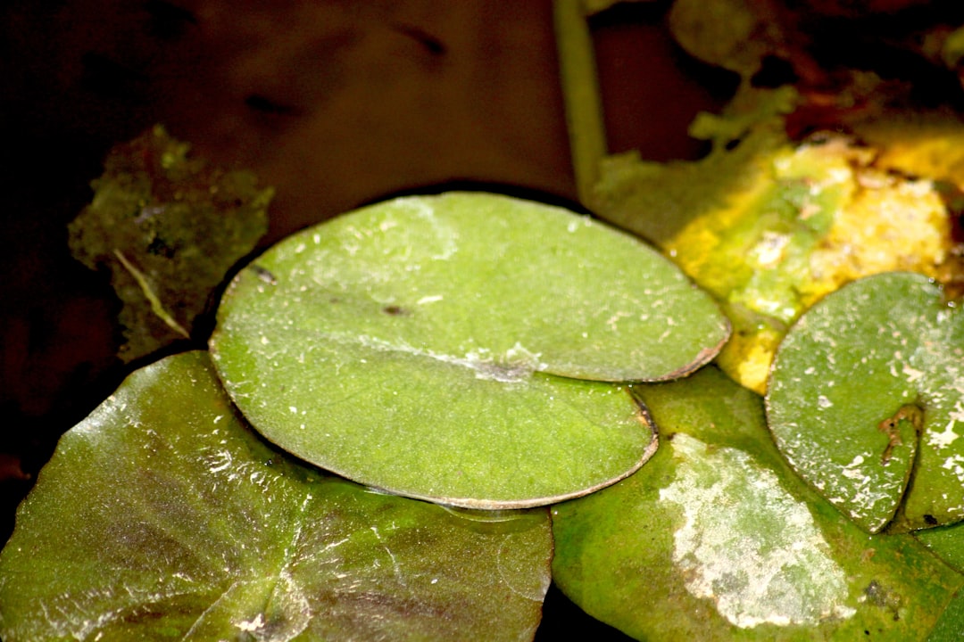 A close up of a bunch of leaves on a table