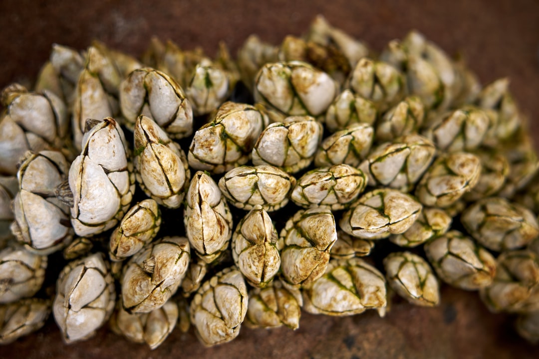 A pile of white flowers sitting on top of a table
