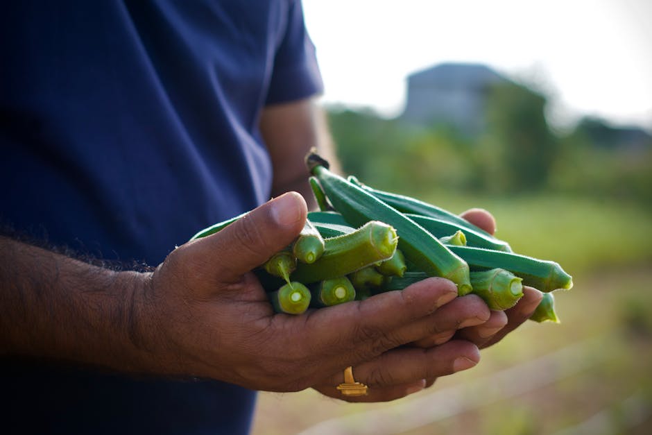 Hands holding freshly harvested organic okra, showcasing healthy vegetables.
