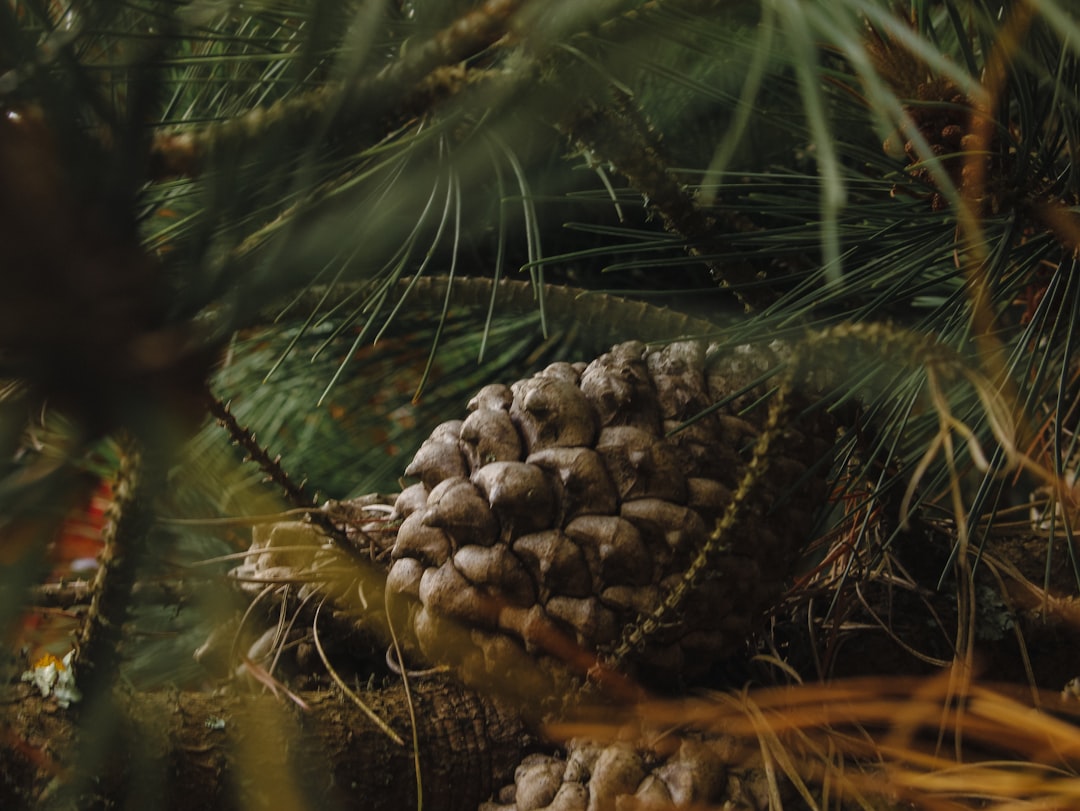 Pine cone nestled among pine needles