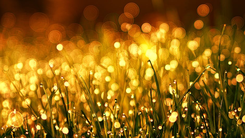 Captivating golden bokeh effect on dewy grass in the morning light, creating a warm and dreamy atmosphere.