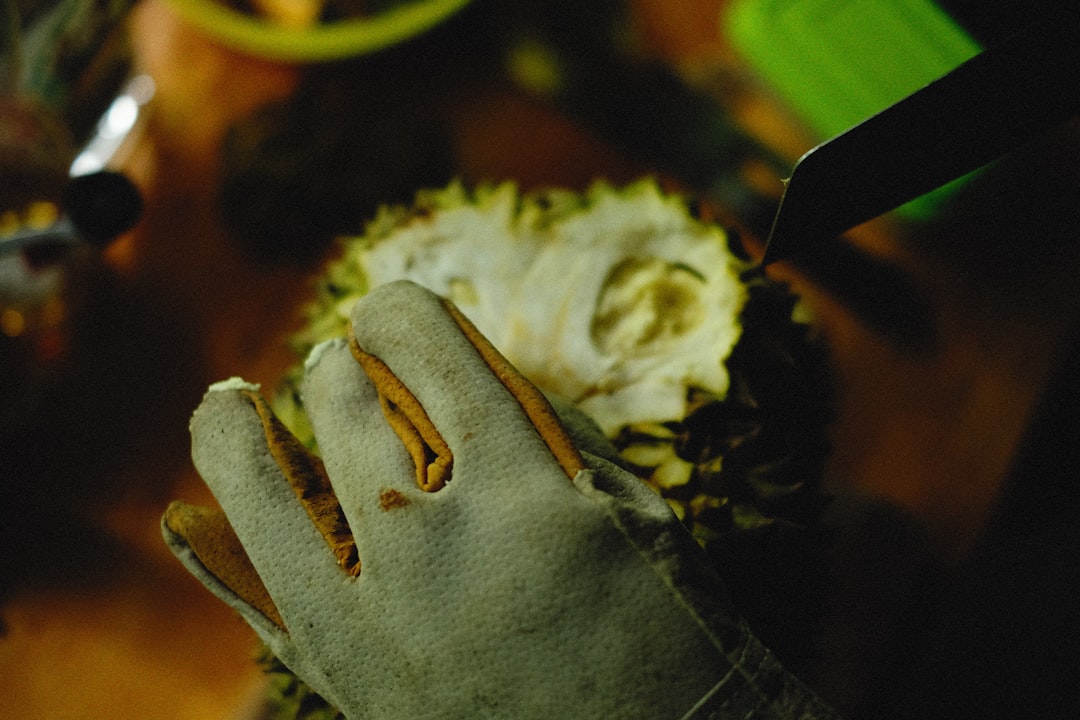 a close up of a crab