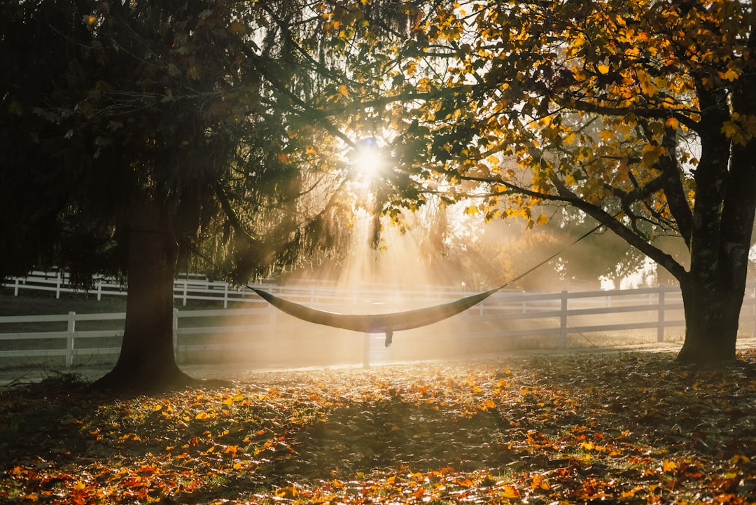 a bright light shining through trees