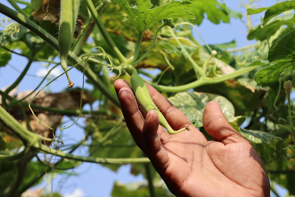 Close-up of a hand holding okra on a farm, emphasizing growth and healthy food.