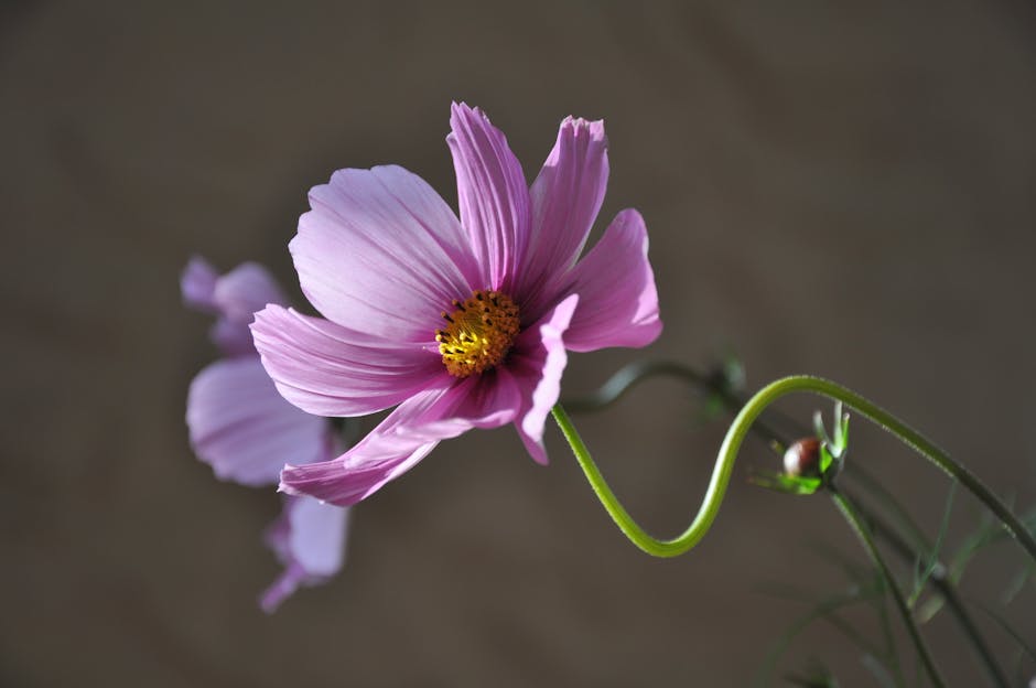 Detailed close-up of a blooming purple cosmos flower against a soft background.