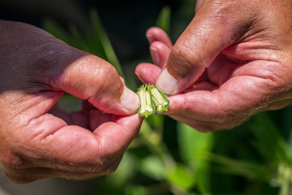 Detailed image of hands examining a freshly harvested okra pod outdoors.