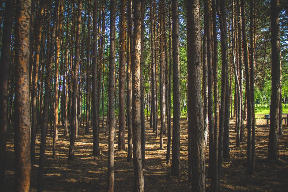 Tranquil forest scene with sunlight streaming through tall trees.